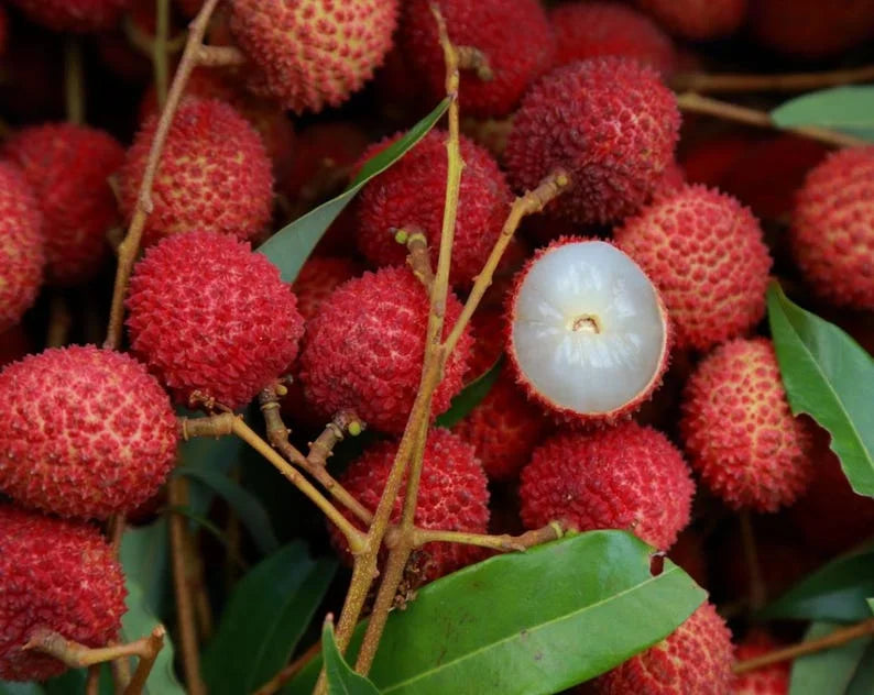 "Sweetheart" Lychee Tree – Potted Sapling of a Tall, Fruit-Bearing Variety