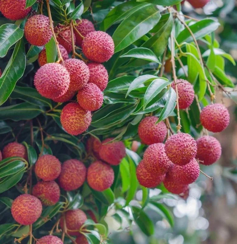 "Sweetheart" Lychee Tree – Potted Sapling of a Tall, Fruit-Bearing Variety