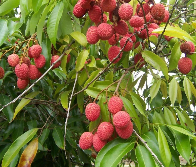 "Sweetheart" Lychee Tree – Potted Sapling of a Tall, Fruit-Bearing Variety
