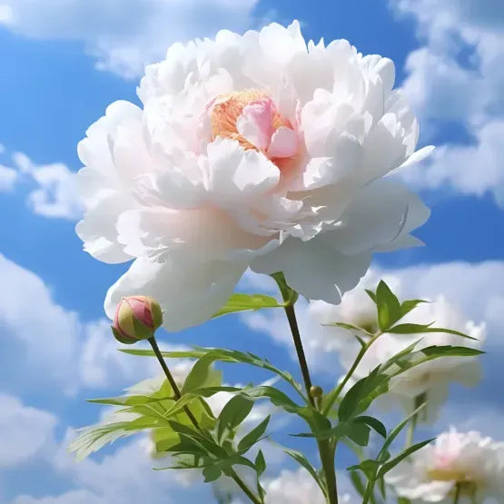 Peony Flower Seeds For Planting Garden Flowers