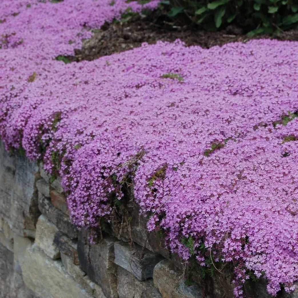 Creeping Thyme Homegrown SeedsEasy to Plant and Grow Non-GMOPerennial Flower Premium Seeds