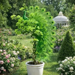 🦚Peacock Bougainvillea Seeds - Add elegant peacock blossoms to your garden