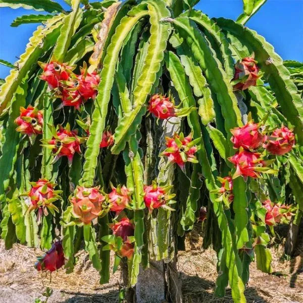 Red Dragon Fruit Live Plant – Inch Tropical Tree for Home Garden seedling
