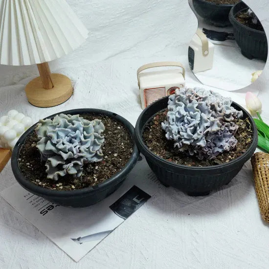 Echeveria Crispate Beauty, Rare Live Succulent Plants