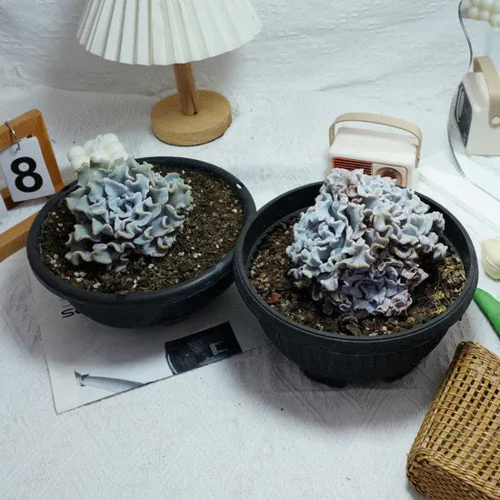 Echeveria Crispate Beauty, Rare Live Succulent Plants