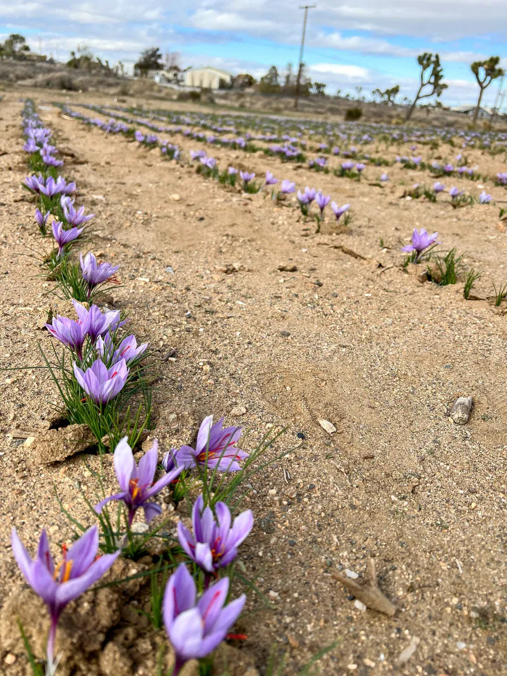 Grow Your Own Saffron at Home Beginner-Friendly