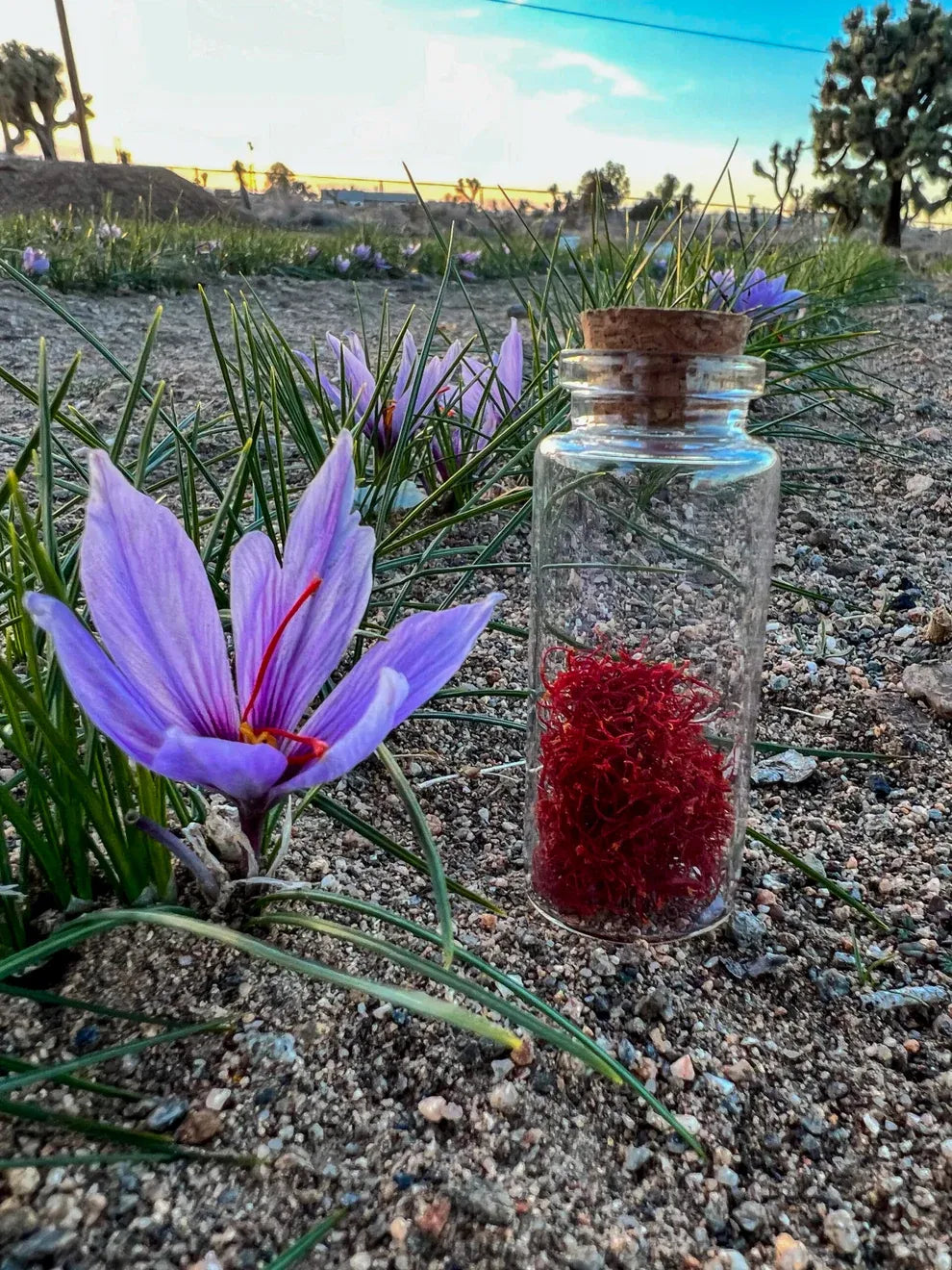 Grow Your Own Saffron at Home Beginner-Friendly