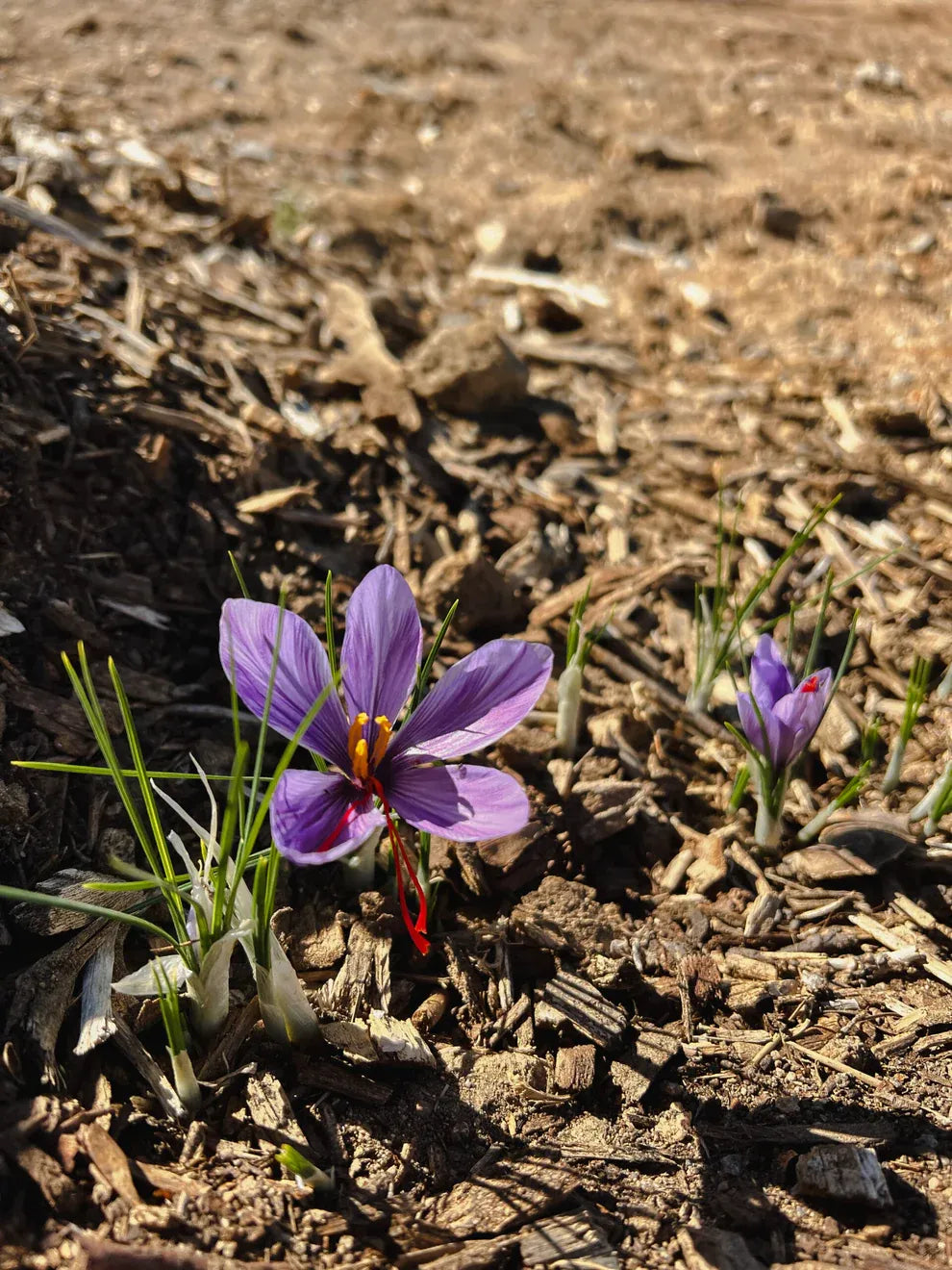 Grow Your Own Saffron at Home Beginner-Friendly