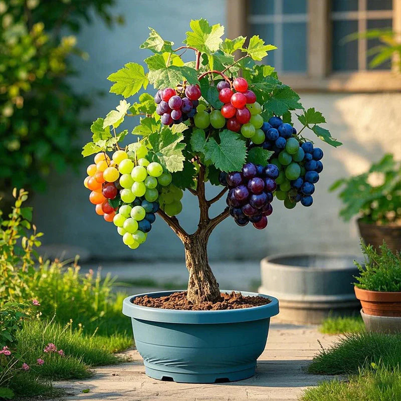 Colorful Potted Grape Tree Seeds