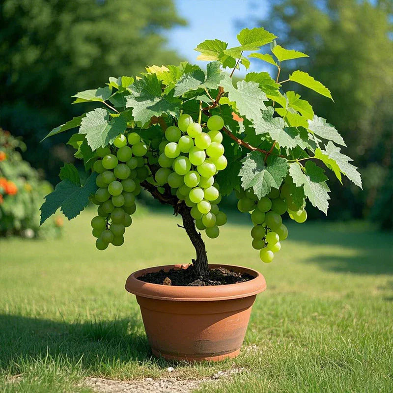 Colorful Potted Grape Tree Seeds