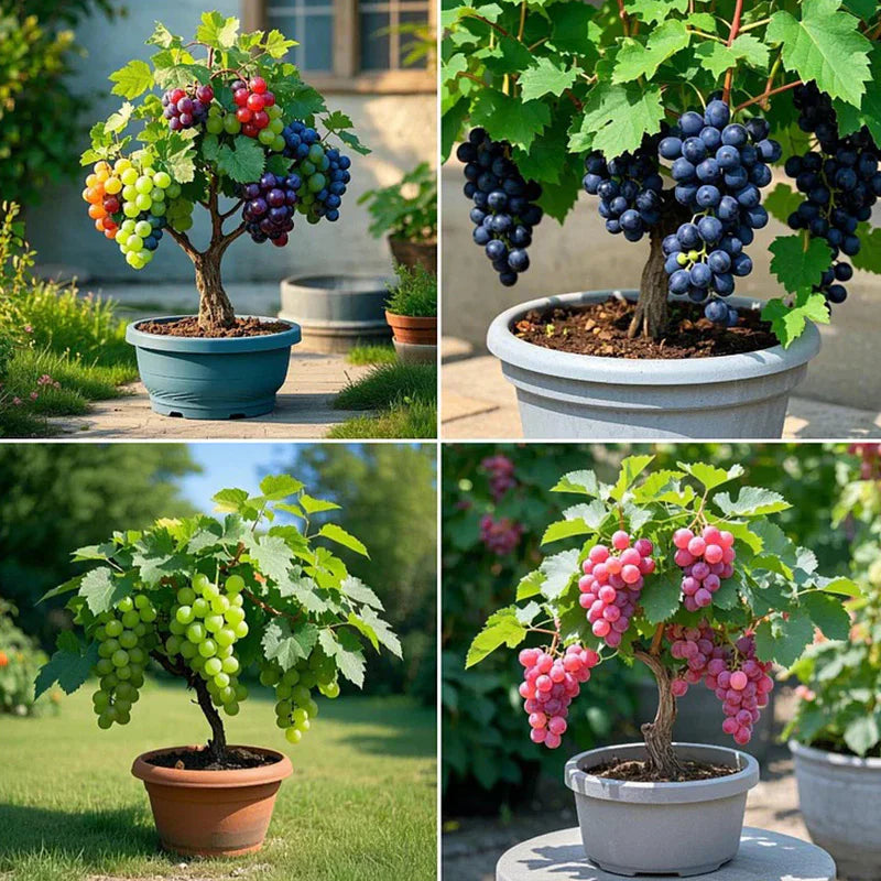 Colorful Potted Grape Tree Seeds
