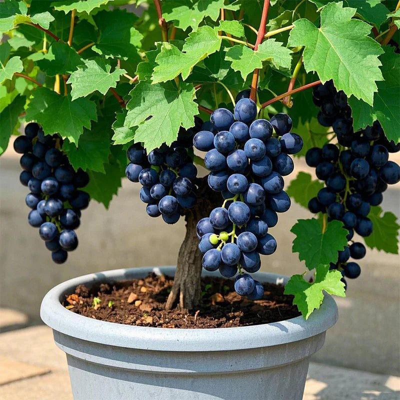 Colorful Potted Grape Tree Seeds
