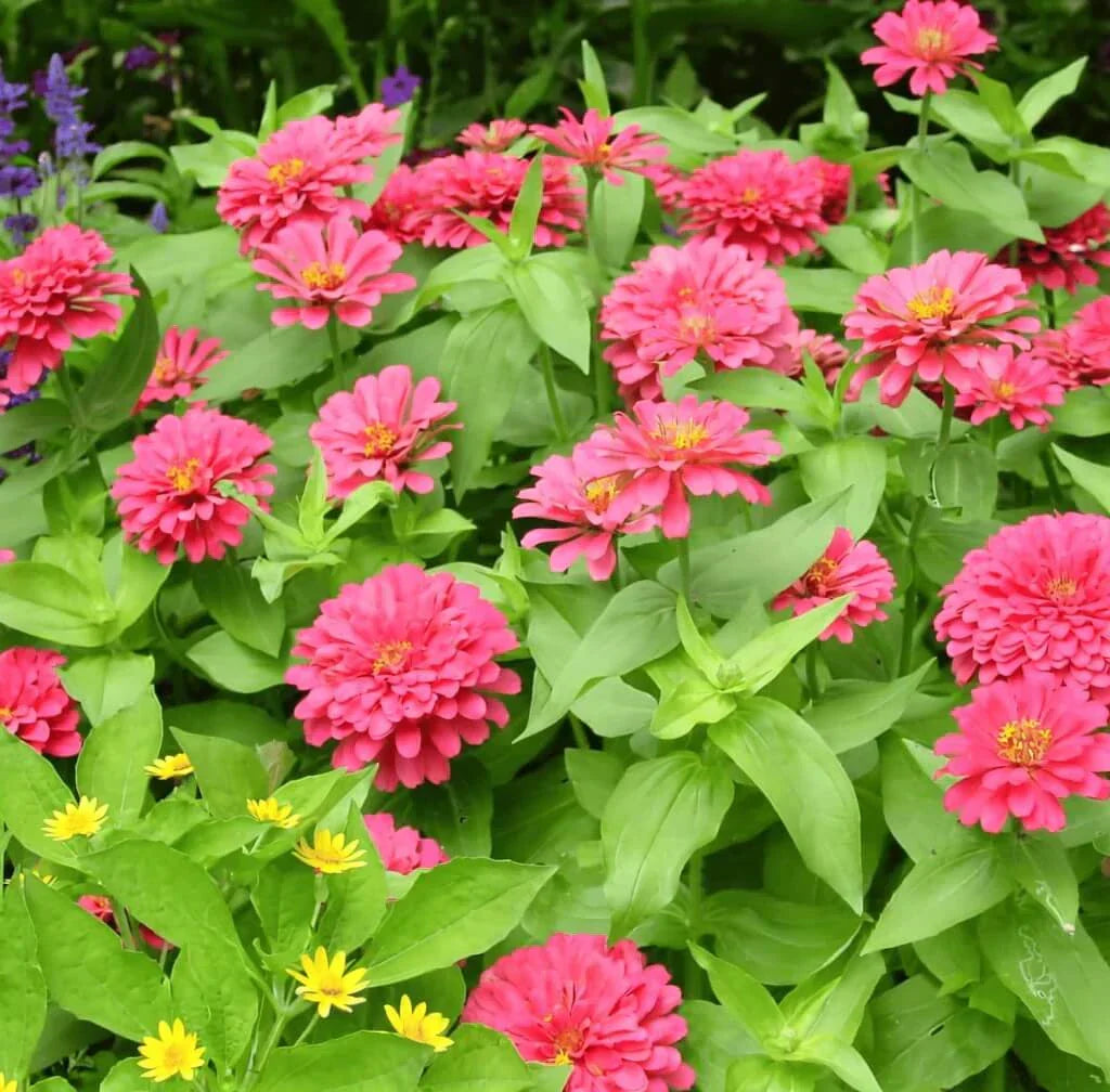 Coral Zinnia Seeds — 25 Count 🌺