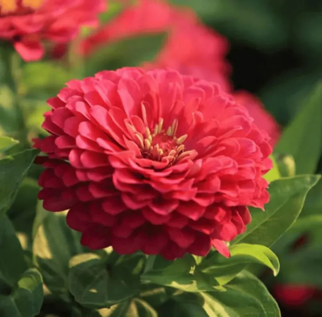 Coral Zinnia Seeds — 25 Count 🌺