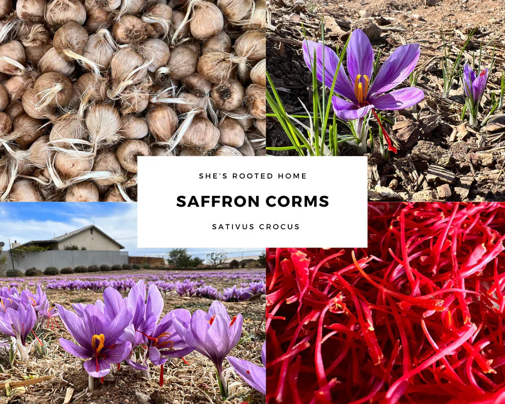 Grow Your Own Saffron at Home Beginner-Friendly