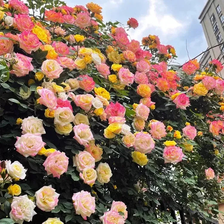 💐Beautiful Climbing Rose Seeds
