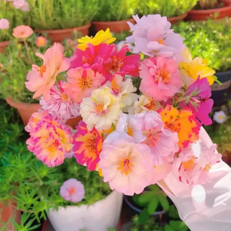 🌸 Portulaca Seeds - Double-Flowered Moss Rose