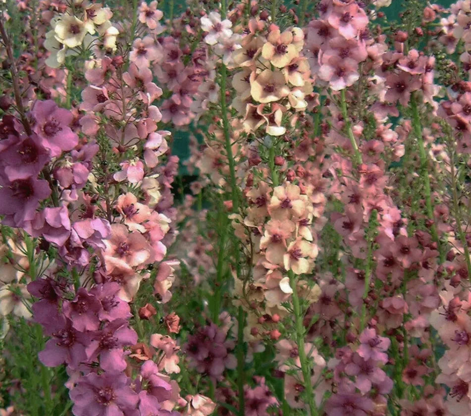 Mullein Mix –  Seeds