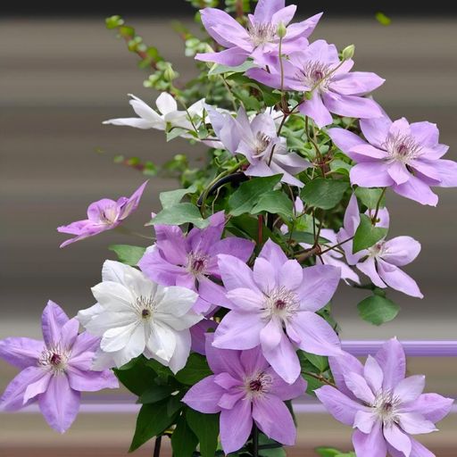 Clematis Seeds- The Queen of Climbing Vines