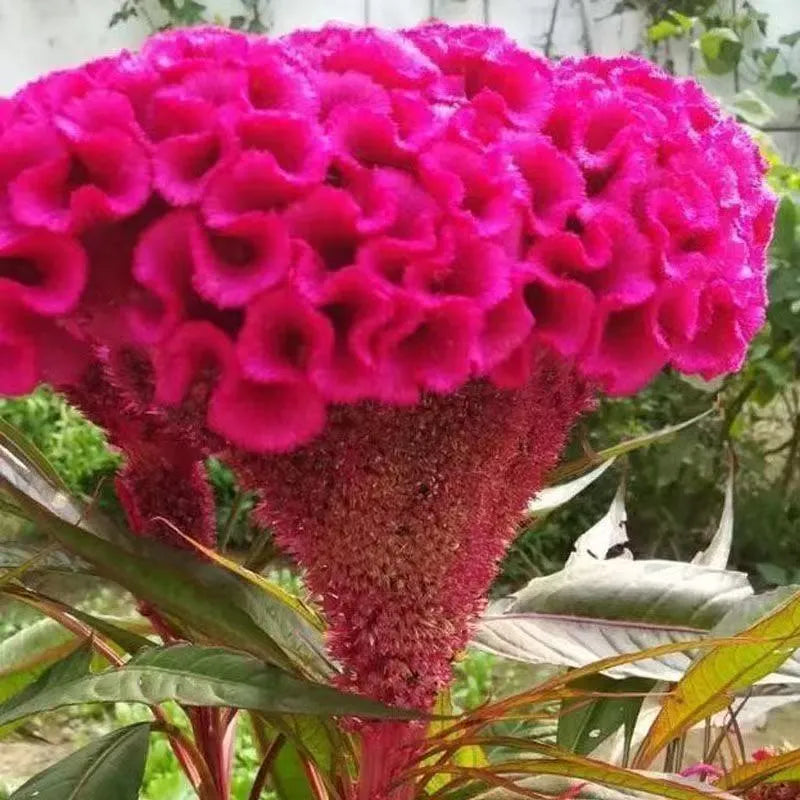 🌺 Cockscomb Celosia – The Unique Flower That Looks Like Velvet!