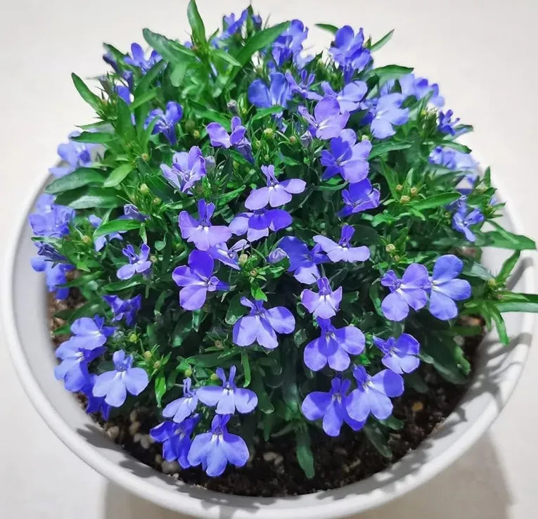Creeping Thyme Homegrown SeedsEasy to Plant and Grow Non-GMOPerennial Flower Premium Seeds