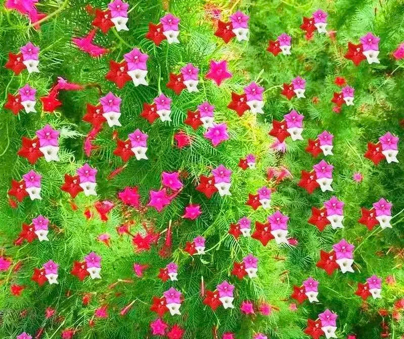 🌟 Cypress Vine – Star Flowers on a Lacy Green Carpet!