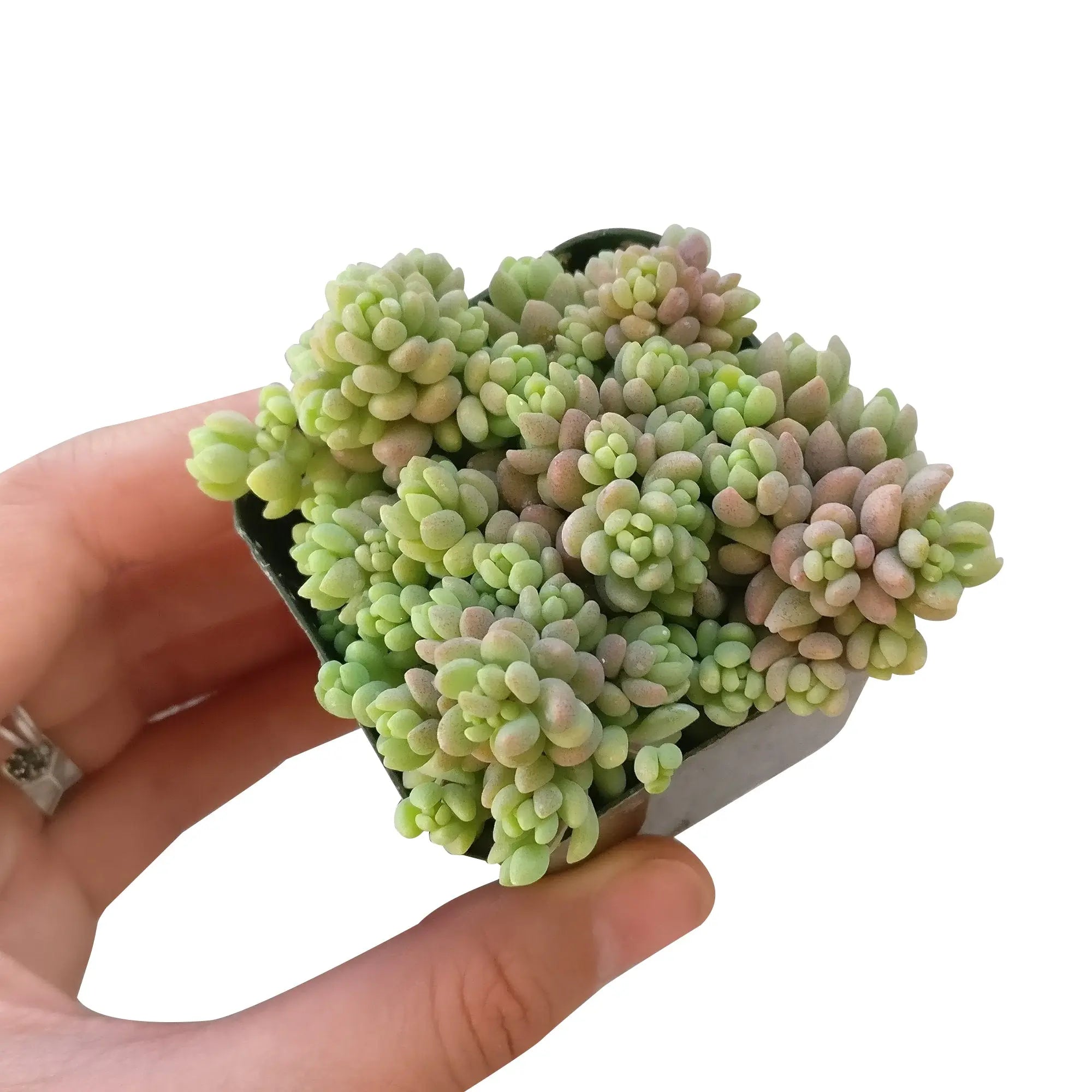 Sedum Minor Succulent Plant – Live Mini Succulent for Pots, Terrariums & Home Décor