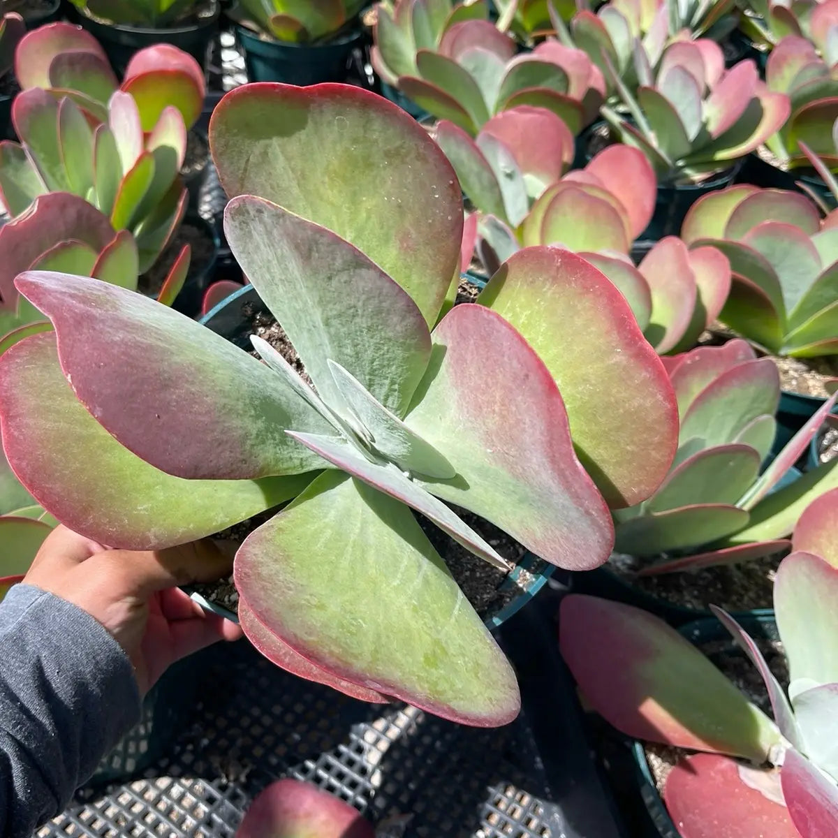 Kalanchoe Paddle Plant – Flapjack Live Succulent Plant for Indoor & Outdoor Décor