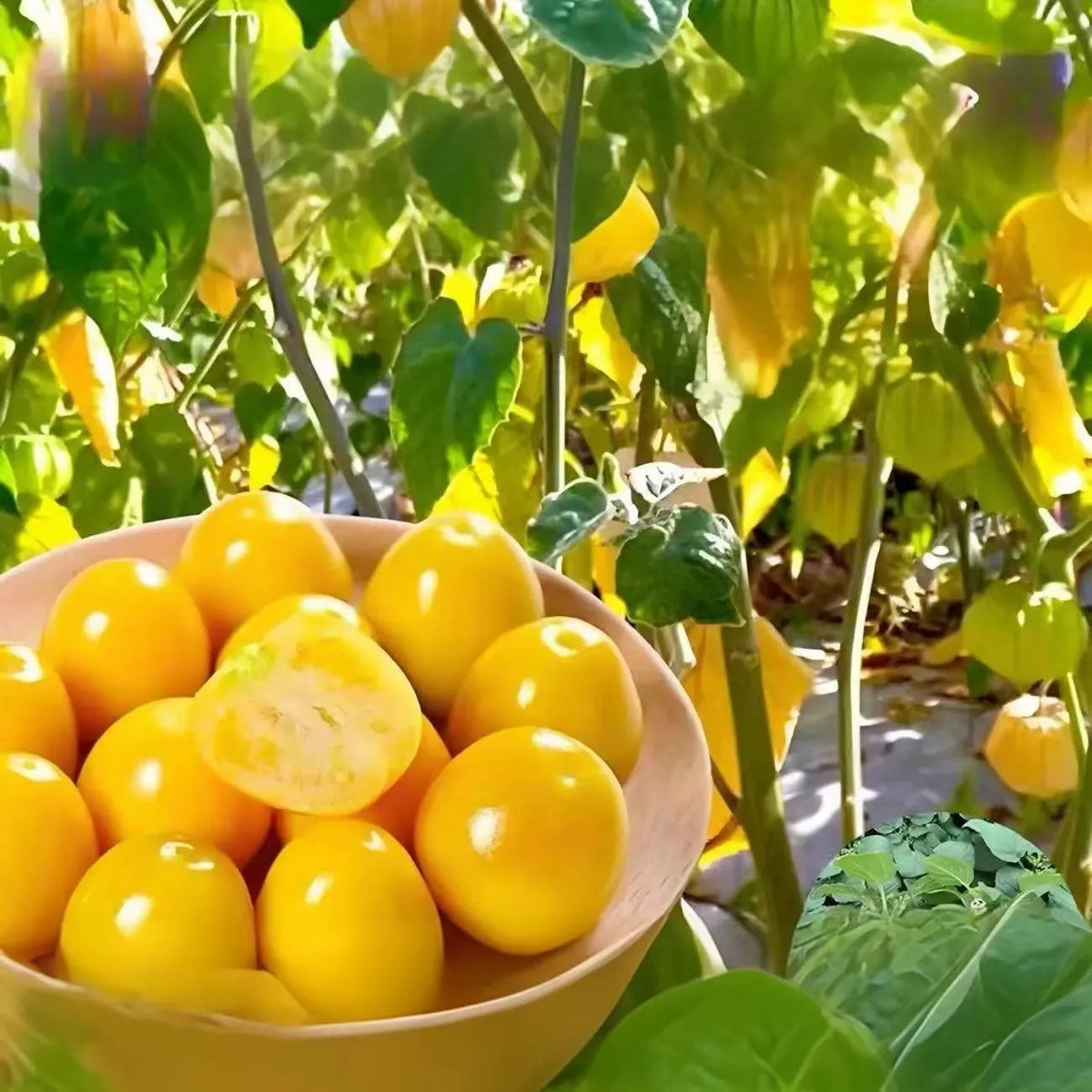 This yellow fruit tastes exactly like egg custard! 🤤