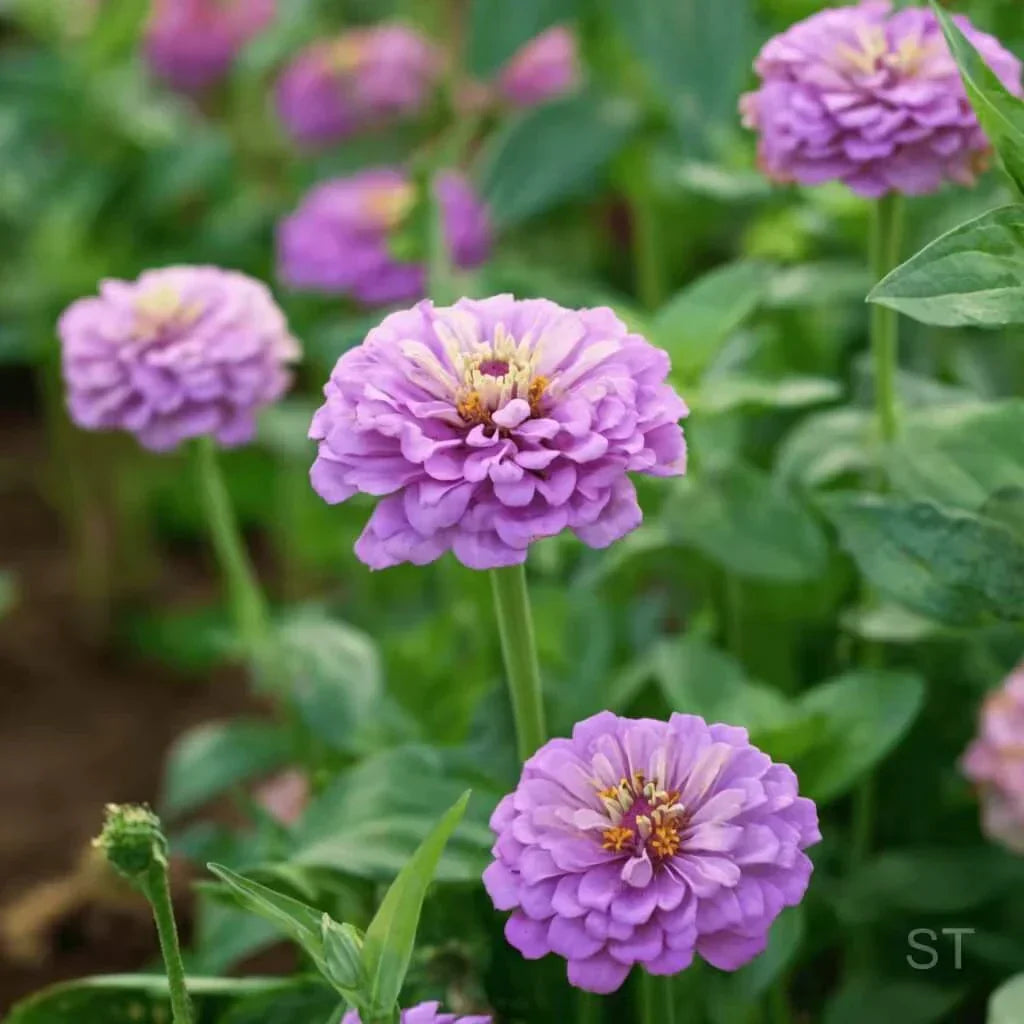 Lavender Zinnia Seeds — 25 Count 🌸