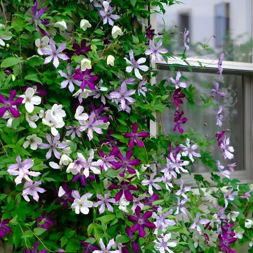 Clematis Seeds- The Queen of Climbing Vines