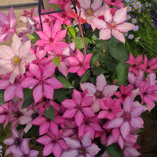 Clematis Seeds- The Queen of Climbing Vines