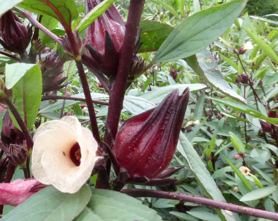 Roselle Seeds - Jamaican Sorrel - Hibiscus sabdariffa