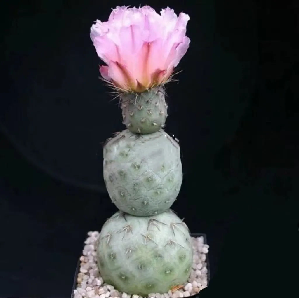 Three balls Tephrocactus geometricus cactus Succulent Home Bonsai