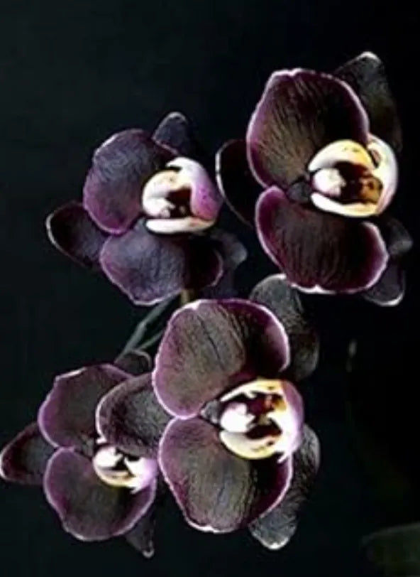 Heirloom Non-GMO Black Orchid Flower Seeds forPlanting - Rare Exotic Garden Blooms with HighGermination