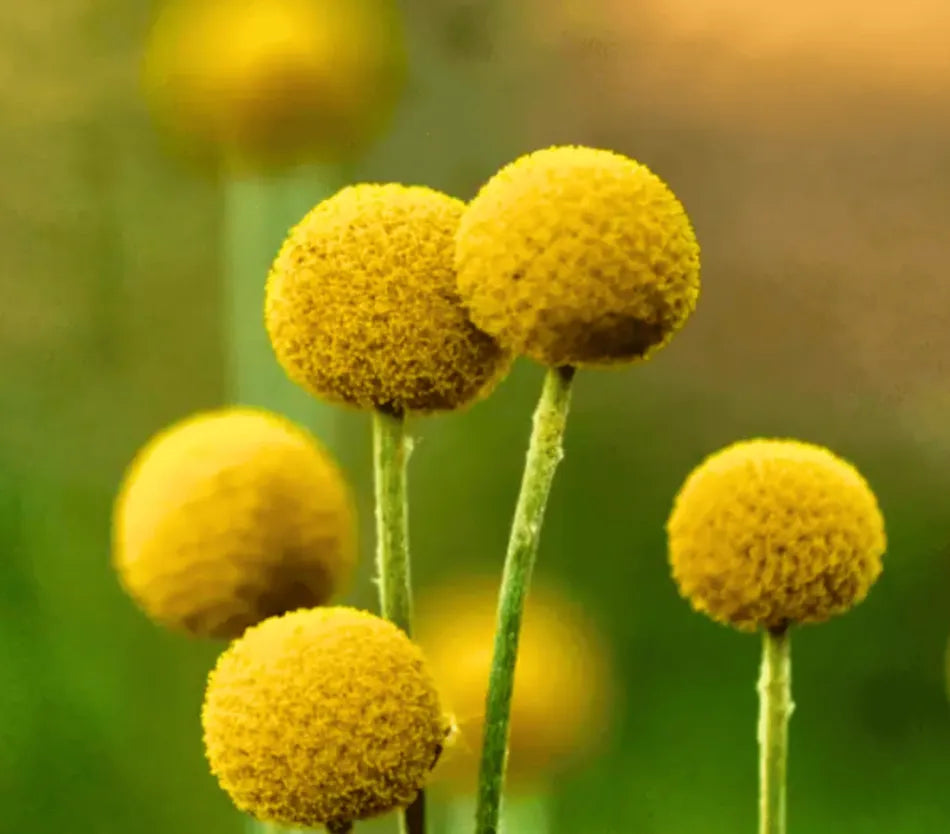 Billy Buttons (Drumsticks) –  Seeds