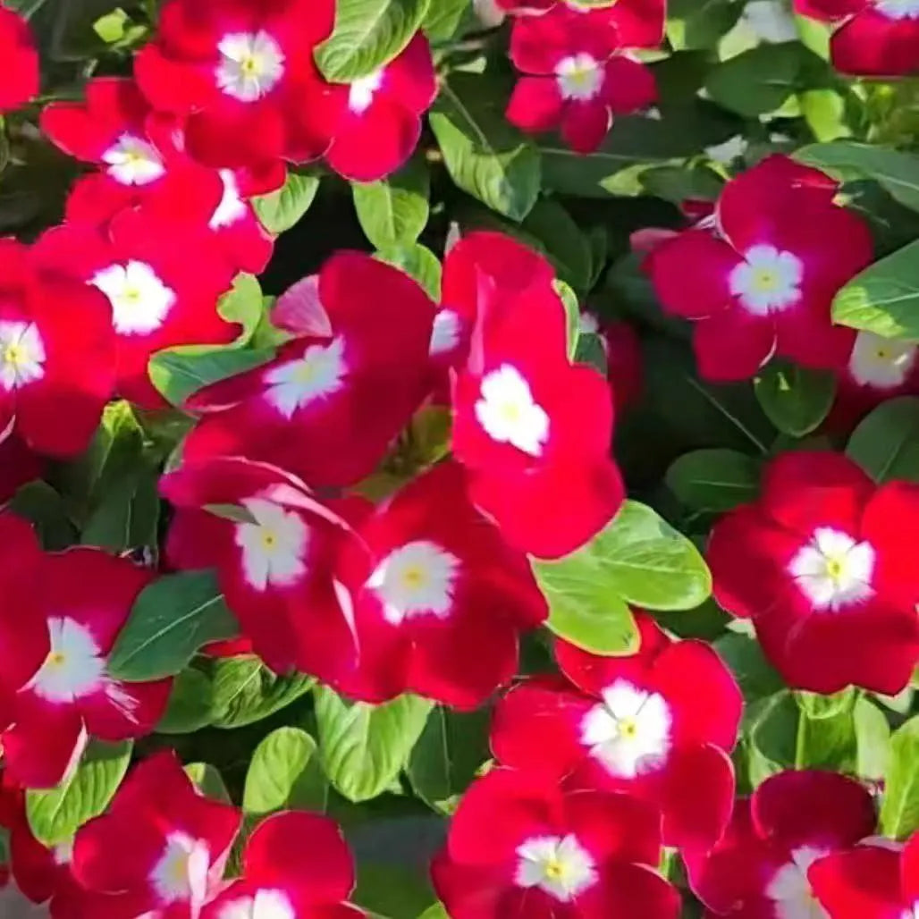 A must-have for beginners—fill your balcony or small courtyard with blooming flowers.