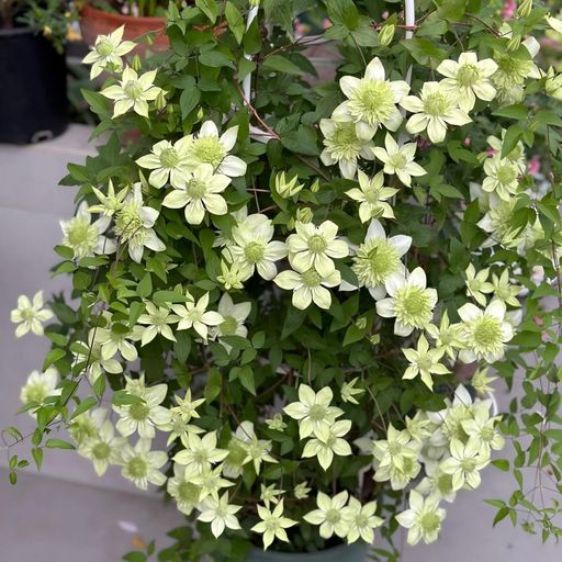 Clematis Seeds- The Queen of Climbing Vines