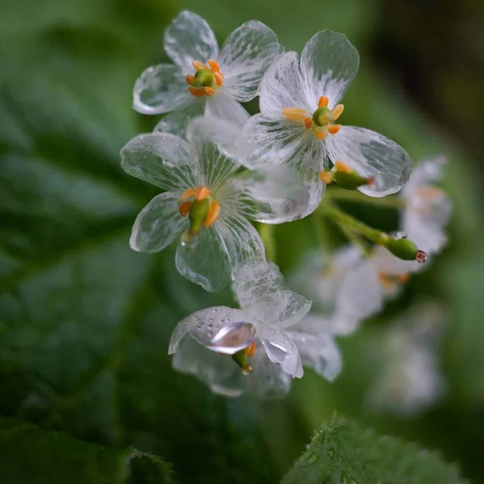 Exquisite Shade Skeleton Seeds – Flower Plant