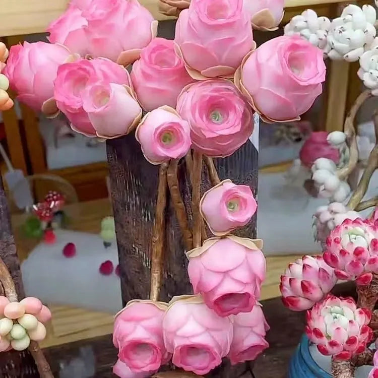 Mountain Roses Seeds (Greenovia)-Rare pink succulent