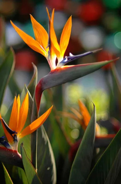 Bird of Paradise (Strelitzia reginae)