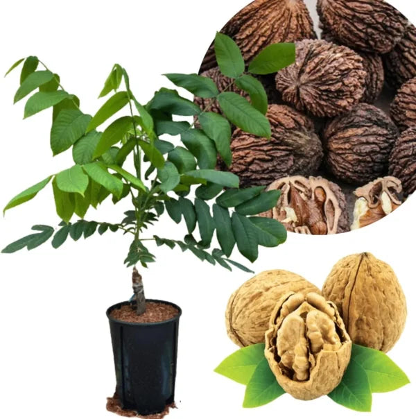 Black Walnut Tree Live Plant – 1 Year Old, 6-12″ Tall