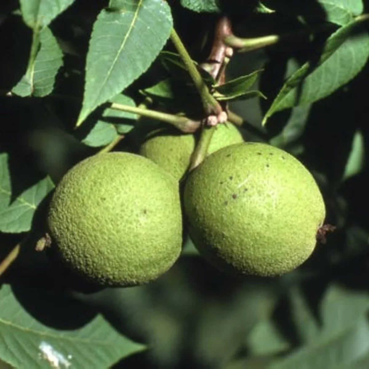 Black Walnut Tree Live Plant – 1 Year Old, 6-12″ Tall