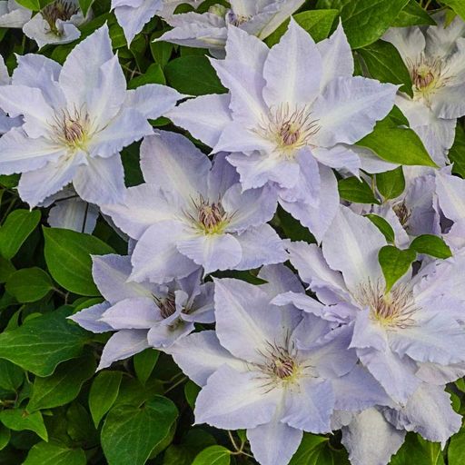 Clematis Seeds- The Queen of Climbing Vines