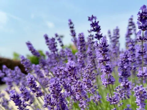 English Lavender