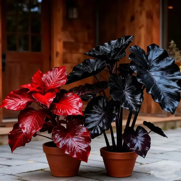 🌼 Mixed Hostas seeds : A Splash of Color for Every Season