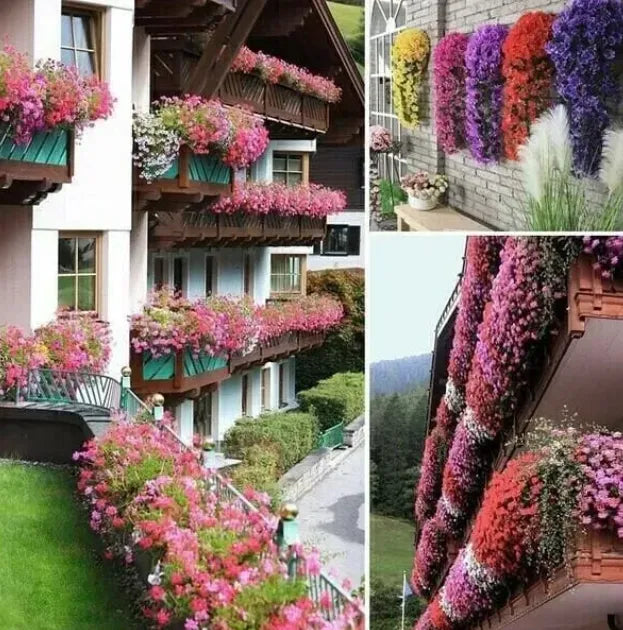 🔥🔥LAST DAY-Graceful Orchid Cascade seeds