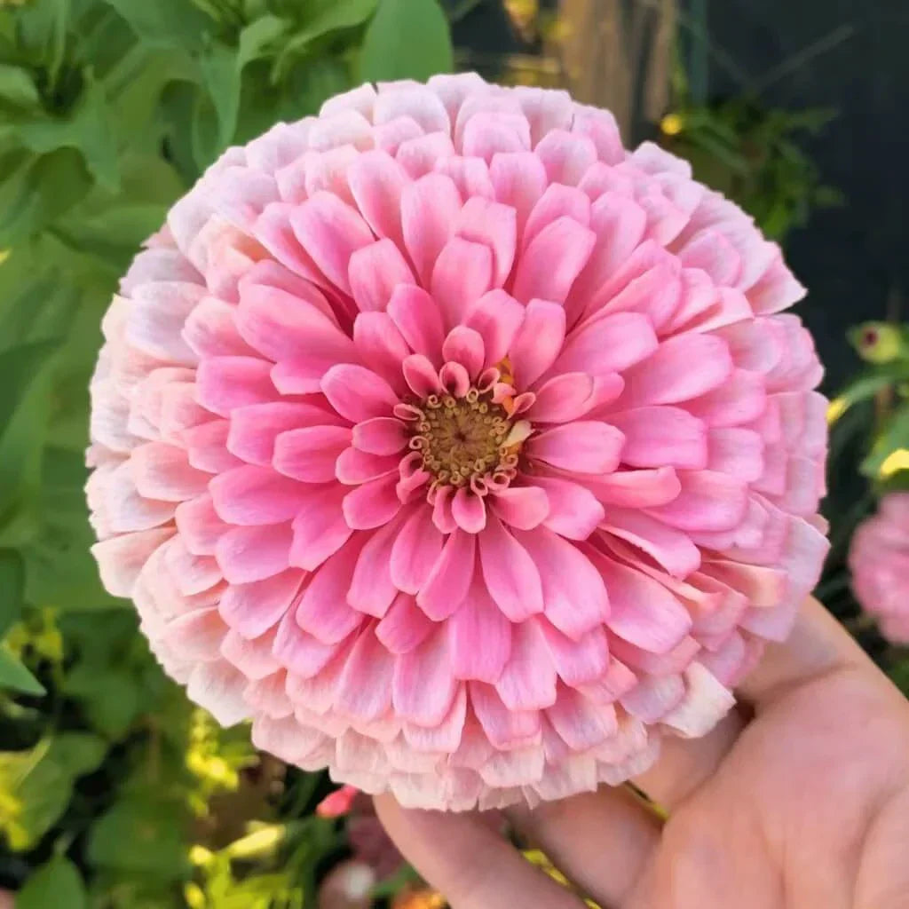 Blushing Bride Zinnia Mix — 25 Count 🤍