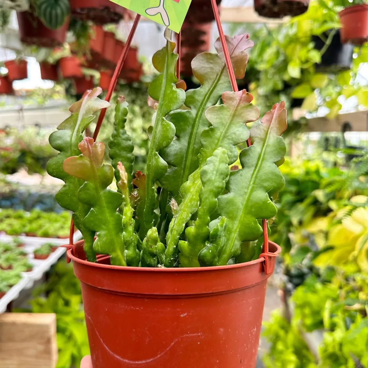 Fishbone Cactus Plant –Live Zig Zag Epiphyllum Houseplant