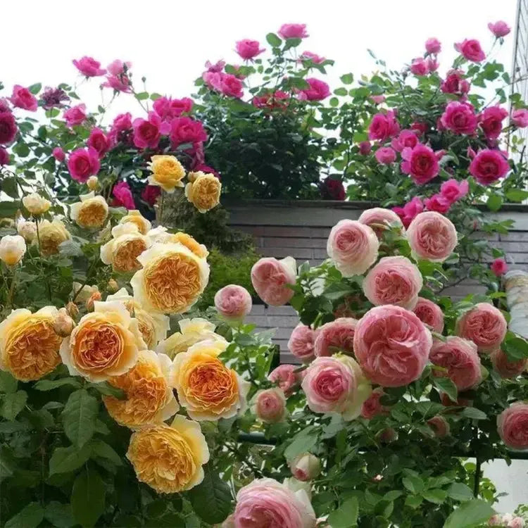 💐Beautiful Climbing Rose Seeds